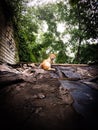 Red cat on the roof Royalty Free Stock Photo