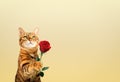 Red cat with a rose flower in its paw for a holiday on a colored background Royalty Free Stock Photo