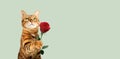 Red cat with a rose flower in its paw for a holiday on a colored background Royalty Free Stock Photo