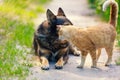 Red Cat rubs head against dog Royalty Free Stock Photo