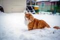Red cat running through the snow