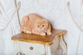 Red cat in rustic interior. Pet at home. Beautiful Kitty meows Royalty Free Stock Photo