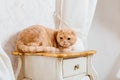 Red cat in rustic interior. Pet at home. Beautiful Kitty meows Royalty Free Stock Photo