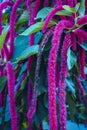 Acalypha hispida also known as Cat`s tail plant