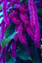 Acalypha hispida also known as Cat`s tail plant