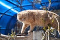 A red cat with a scared face crawling on the fence Royalty Free Stock Photo