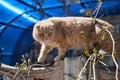 A red cat with a scared face crawling on the fence Royalty Free Stock Photo