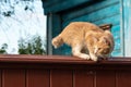 Red cat is scared and ready to jump. Its sits on fence near country house Royalty Free Stock Photo