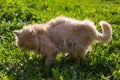 A red cat with scars on his back and torn shreds of wool heals wounds in the grass under the rays of the spring sun. Royalty Free Stock Photo