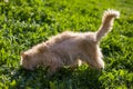 A red cat with scars on his back and torn shreds of wool heals wounds in the grass under the rays of the spring sun. Royalty Free Stock Photo