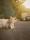 Red cat sit near the road Royalty Free Stock Photo