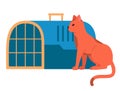 A red cat sits near an animal veterinary cage. Veterinary and pet care. Animal carrying container