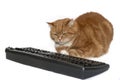 Red cat sits near the keyboard Royalty Free Stock Photo