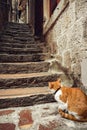 A red cat sits near a stone staircase on the street of the old town of Kotor Royalty Free Stock Photo