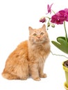 A red cat sits next to a beautiful pink orchid in a yellow pot and looks at it. Royalty Free Stock Photo