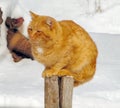 Red cat sits on a stump on a background of white snow Royalty Free Stock Photo