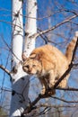 Red cat sits on a tree against the sky Royalty Free Stock Photo