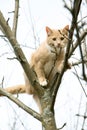 Red cat sits on a tree in spring Royalty Free Stock Photo