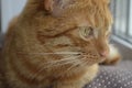 A red cat sits on a window sill on a window on a brown cushion and looks. White mustache.