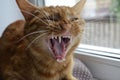 A red cat sits on a window sill on a window on a brown cushion and yawns. Open mouth. Fangs are seen. Open mouth with sharp white