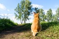 Red cat sitting back to camera on the road Royalty Free Stock Photo