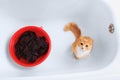 Red cat sitting in bath. Laundry in a red basin. View from above Royalty Free Stock Photo