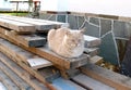 Red cat sitting on the boards. Sleeping street cat. Wooden planks and a cat.