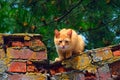 Red cat sitting on brick fence Royalty Free Stock Photo