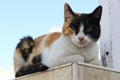 Red cat sitting on the fence Royalty Free Stock Photo