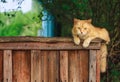 Red Cat Sitting On The Fence Royalty Free Stock Photo
