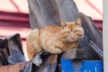 Red Cat Sitting On A Fence and looking at camera Royalty Free Stock Photo