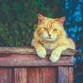 Red Cat Sitting On The Fence Royalty Free Stock Photo