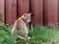 A red cat is sitting by the fence. Royalty Free Stock Photo