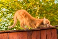 Red Cat Sitting On The Fence Royalty Free Stock Photo