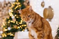 Red cat is sitting in front of a Christmas tree. Warm and cozy atmosphere Royalty Free Stock Photo