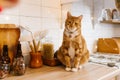 Red cat is sitting on a kitchen counter next to a jar of spices Royalty Free Stock Photo