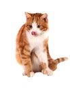 Red cat sitting and licking isolated on white background