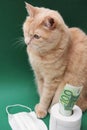 A red cat is sitting next to a roll of white toilet paper on a green background. A 100 Euro bill is sticking out of a roll of Royalty Free Stock Photo