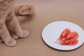 A red cat sitting next to a white plate with three prawns on it. Food for domestic cats