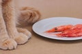 A red cat sitting next to a white plate with three prawns on it. Food for domestic cats