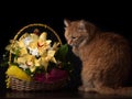 Red cat sitting next to a wicker basket with orchids Royalty Free Stock Photo