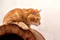 Red cat sitting in the pose of a hunter looking for prey Royalty Free Stock Photo