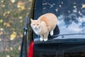 Red cat is sitting on the roof of the car Royalty Free Stock Photo