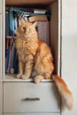 Red cat sitting on shelf with books Royalty Free Stock Photo