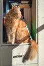 Red cat sitting on shelf with books at library Royalty Free Stock Photo