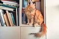 Red cat sitting on shelf with books at library Royalty Free Stock Photo