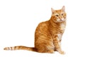 Red cat sitting sideways and looking turned into the camera Royalty Free Stock Photo
