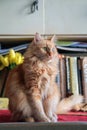 Red cat sitting on the table Royalty Free Stock Photo