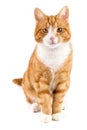 Red cat, sitting towards camera, isolated in white