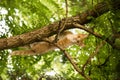Red cat is sitting on a tree. scared look. Royalty Free Stock Photo